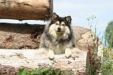 CHIEN FINNOIS DE LAPONIE 262